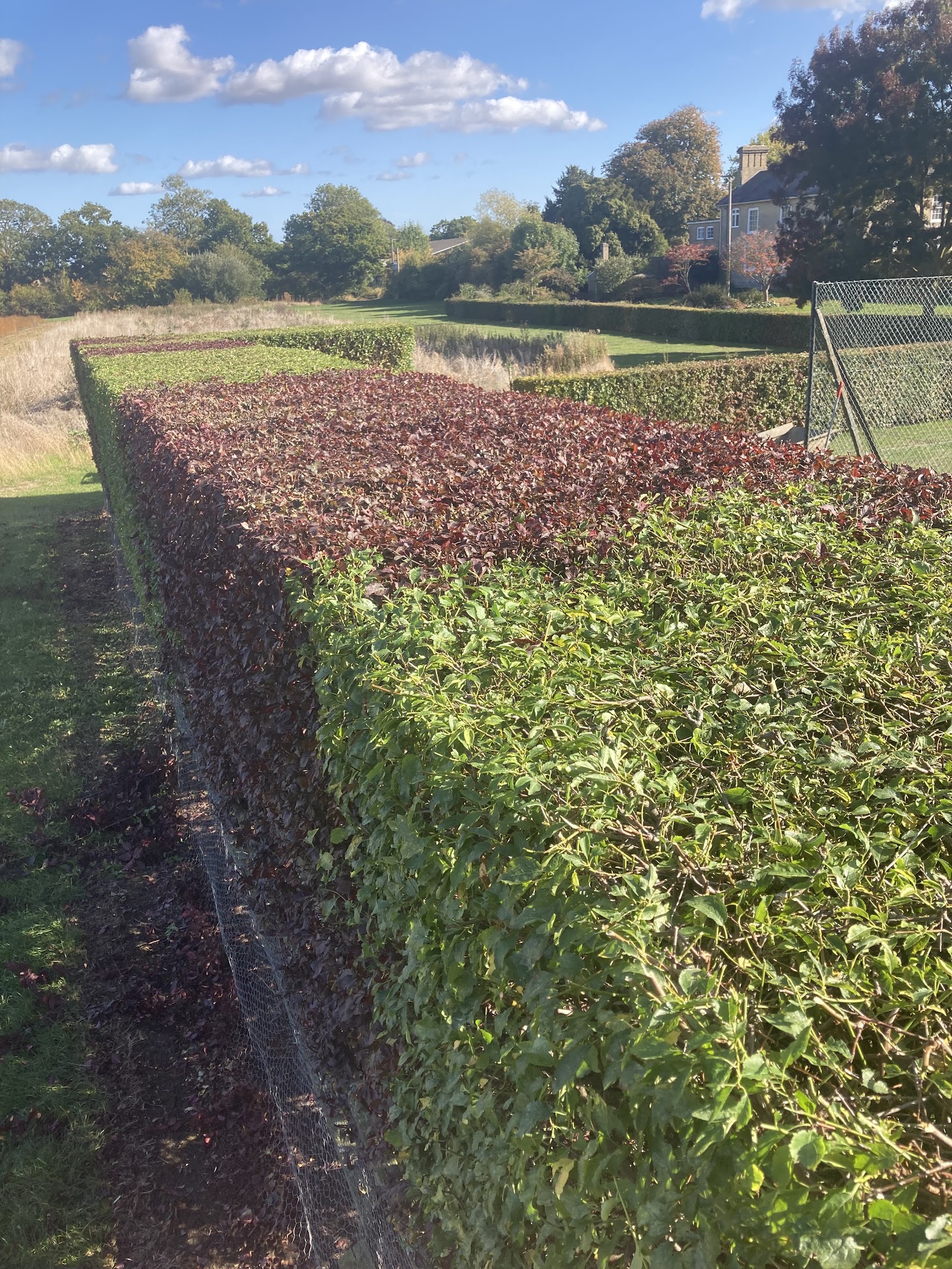 A long beech hedge trimmed to a crisp, square shape