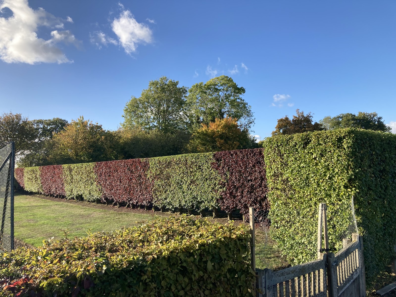 A freshly maintained garden in Ipswich, mown and cleared